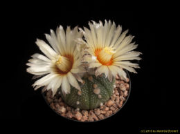 Astrophytum asterias 3330